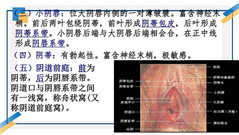 女孩生殖器|女性生殖系统